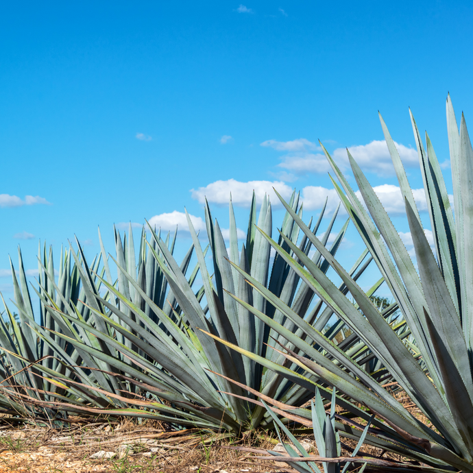 Understanding Tequila: Mexico’s Gift to the World