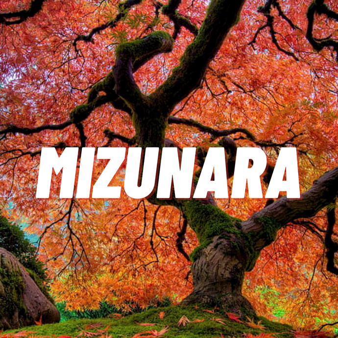 Mizunara