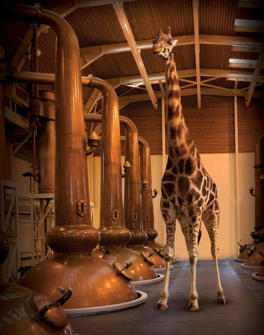 A Tranquil Distillery Famous for its "Giraffes" - The Glenmorangie Distillery