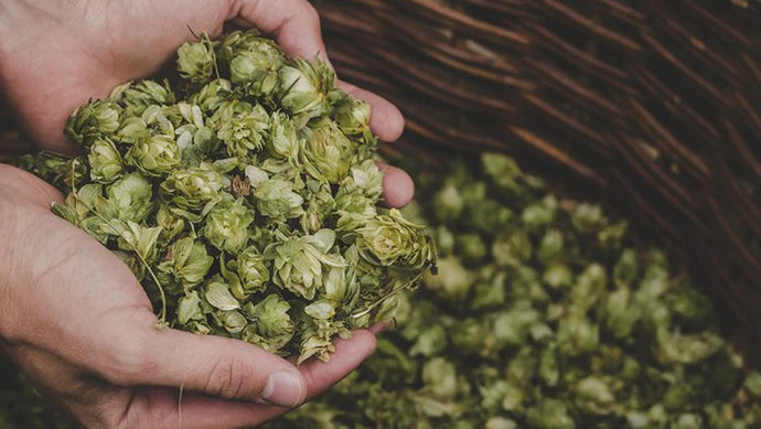 Beer For Noobs: What Are Hops?