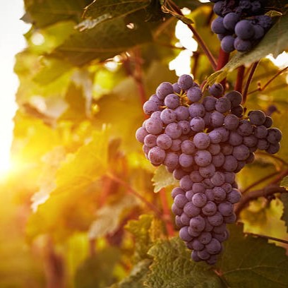 A Guide To The Most Common Red Wine Grapes And Their Flavours